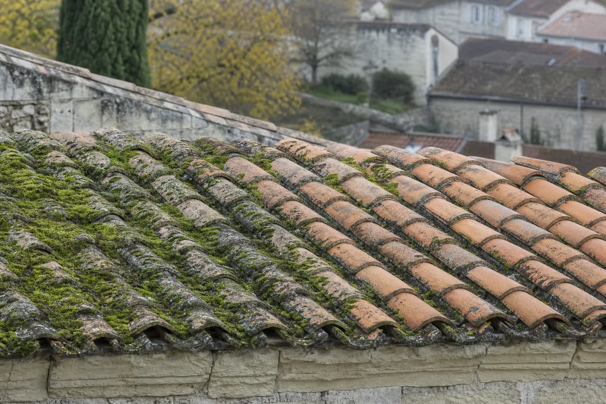 Entretien et démoussage de toiture